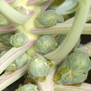 Brussels Sprouts Grown from Potted PlantsBubbles